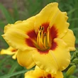 Kép 4/6 - Hemerocallis 'Little Cadet' – Sásliliom