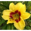 Kép 6/6 - Hemerocallis 'Little Cadet' – Sásliliom