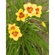 Kép 1/6 - Hemerocallis 'Little Cadet' – Sásliliom