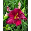 Kép 1/3 - Hemerocallis 'Little Squiz' – Sásliliom