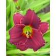 Kép 2/3 - Hemerocallis 'Little Squiz' – Sásliliom