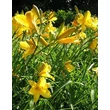 Kép 1/2 - Hemerocallis 'Maikönigin' - Sásliliom (sárga, illatos)