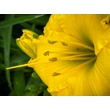 Kép 2/2 - Hemerocallis 'Mary Todd' – Sásliliom  - képek rendelés vásárlás a Megyeri Szabolcs Kertészeti webáruházban.