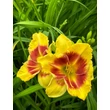 Kép 1/2 - Hemerocallis 'New Clown Face' – Sásliliom