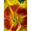 Kép 2/2 - Hemerocallis 'New Clown Face' – Sásliliom - képek rendelés vásárlás a Megyeri Szabolcs Kertészeti webáruházban.