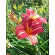 Kép 1/2 - Hemerocallis 'Neyron Rose' - Sásliliom (rózsaszín)