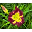 Kép 2/3 - Hemerocallis 'Night Beacon' – Sásliliom - képek rendelés vásárlás a Megyeri Szabolcs Kertészeti webáruházban.