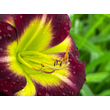 Kép 3/3 - Hemerocallis 'Night Beacon' – Sásliliom - képek rendelés vásárlás a Megyeri Szabolcs Kertészeti webáruházban.