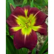 Kép 1/3 - Hemerocallis 'Night Beacon' – Sásliliom