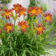 Kép 3/7 - Hemerocallis EveryDaylily™ 'Red Rib®' – Sásliliom