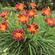 Kép 4/7 - Hemerocallis EveryDaylily™ 'Red Rib®' – Sásliliom