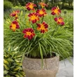 Kép 5/7 - Hemerocallis EveryDaylily™ 'Red Rib®' – Sásliliom