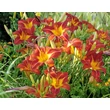 Kép 7/7 - Hemerocallis EveryDaylily™ 'Red Rib®' – Sásliliom