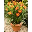 Kép 6/7 - Hemerocallis EveryDaylily™ 'Red Rib®' – Sásliliom