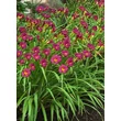 Kép 2/5 - Hemerocallis 'Ruby Stella' – Sásliliom