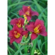 Kép 3/5 - Hemerocallis 'Ruby Stella' – Sásliliom