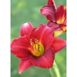 Kép 5/5 - Hemerocallis 'Ruby Stella' – Sásliliom