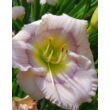 Kép 1/2 - Hemerocallis 'Siloam David Kirchhoff' - Rózsaszín sásliliom