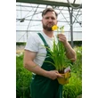 Kép 2/3 - Hemerocallis 'Stella de Oro' - Sásliliom (sárga)