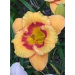 Kép 1/2 - Hemerocallis 'Tigerling' – Sásliliom