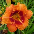 Kép 1/2 - Hemerocallis 'Tigger' – Sásliliom