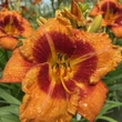 Kép 2/2 - Hemerocallis 'Tigger' – Sásliliom