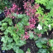Kép 1/2 - Heuchera 'Apple Crisp' – Tűzeső