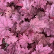 Kép 1/4 - Heuchera 'Berry Smoothie' - Tűzeső