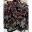 Kép 1/2 - Heuchera 'Black Beauty' - Tűzeső