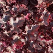 Kép 1/5 - Heuchera 'Black Beauty' - Tűzeső