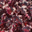 Kép 2/5 - Heuchera 'Black Beauty' - Tűzeső
