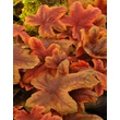 Kép 1/2 - Heucherella x 'Brass Lantern' - Turbáncső