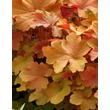 Kép 1/2 - Heuchera villosa 'Caramel®' - Tűzeső
