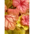 Kép 2/7 - Heuchera villosa 'Champagne' – Tűzeső