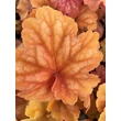 Kép 3/7 - Heuchera villosa 'Champagne' – Tűzeső
