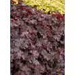 Kép 2/5 - Heuchera 'Chocolate Raffles' – Tűzeső