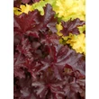 Kép 3/5 - Heuchera micrantha 'Chocolate Raffles' – Apróvirágú tűzeső