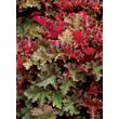 Kép 1/5 - Heuchera 'Chocolate Raffles' – Tűzeső