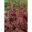 Kép 5/5 - Heuchera 'Chocolate Raffles' – Tűzeső