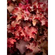 Kép 2/6 - Heuchera 'Cranberry' – Tűzeső