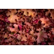 Kép 4/6 - Heuchera 'Cranberry' – Tűzeső