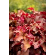 Kép 1/6 - Heuchera 'Cranberry' – Tűzeső