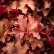 Kép 5/6 - Heuchera 'Cranberry' – Tűzeső