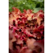 Kép 3/6 - Heuchera 'Cranberry' – Tűzeső