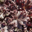 Kép 1/5 - Heuchera 'Dark Secret' – Tűzeső