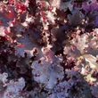 Kép 2/5 - Heuchera 'Dark Secret' – Tűzeső