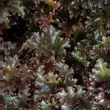 Kép 4/5 - Heuchera 'Dark Secret' – Tűzeső