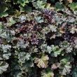 Kép 5/5 - Heuchera 'Dark Secret' – Tűzeső