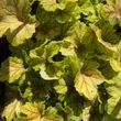 Kép 4/5 - Heuchera 'Electra' - Tűzeső