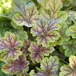 Kép 2/5 - Heuchera 'Electra' - Tűzeső